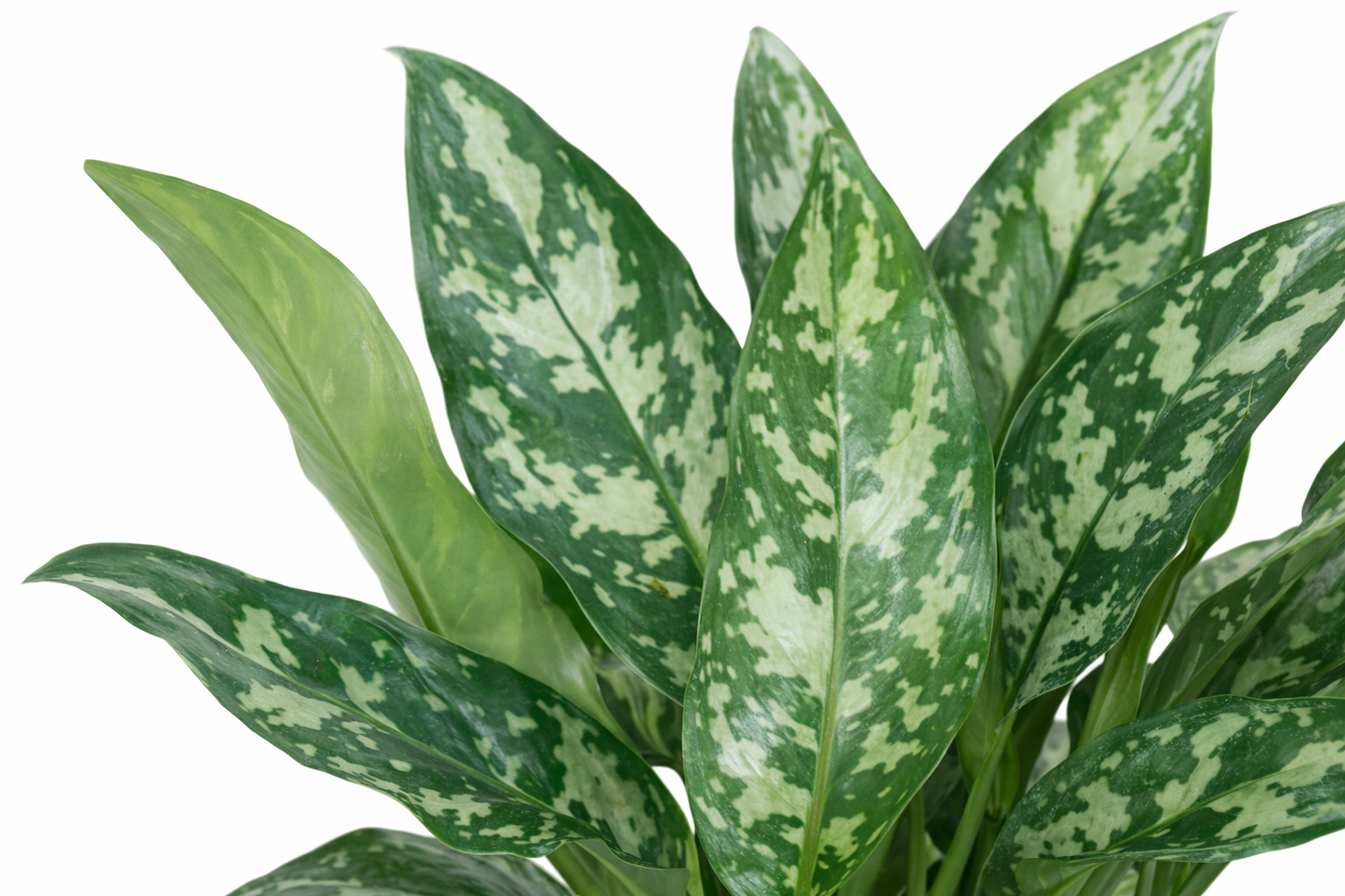Aglaonema Maria (Ø24cm, 60cm hoog)