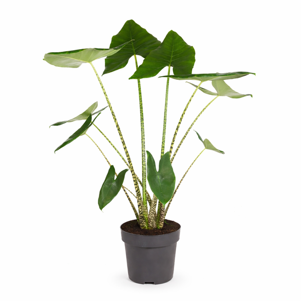 Alocasia Zebrina Ø32cm H120cm