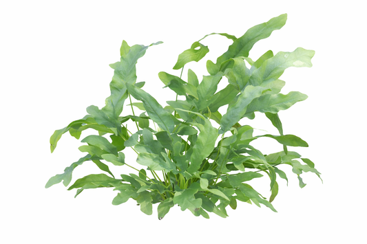 Phlebodium blue star / blauw varen