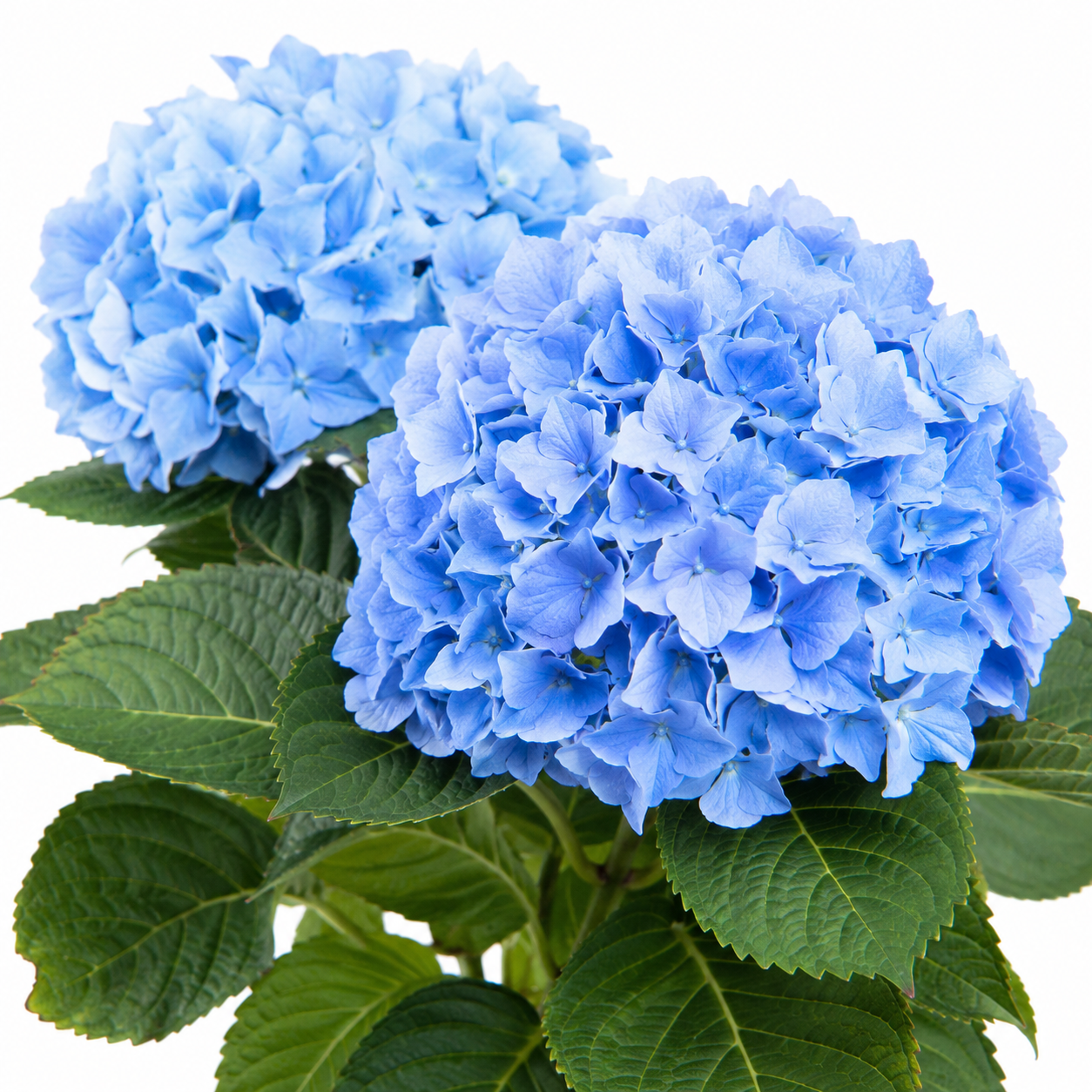Blauwe Hortensia - Hydrangea macrophylla (Ø9cm, 30cm hoog)