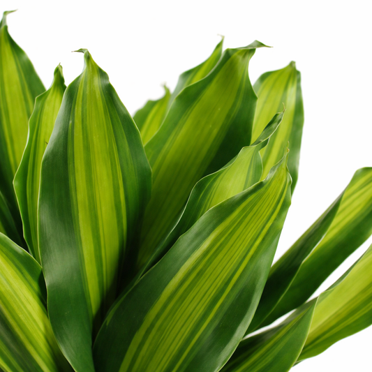 Dracaena Burley Ø21cm · H80cm