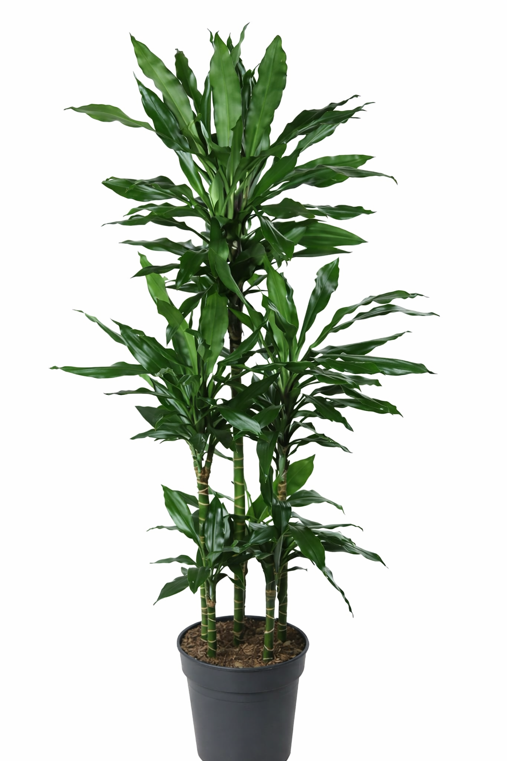 Dracaena Janet / Drakenbloedboom Ø31cm · H160cm