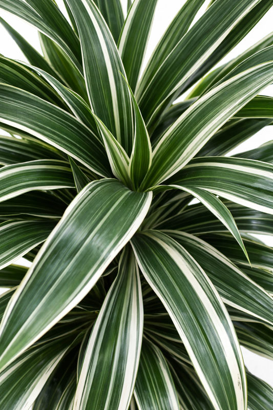 Dracaena Warneckei / Drakenbloedboom