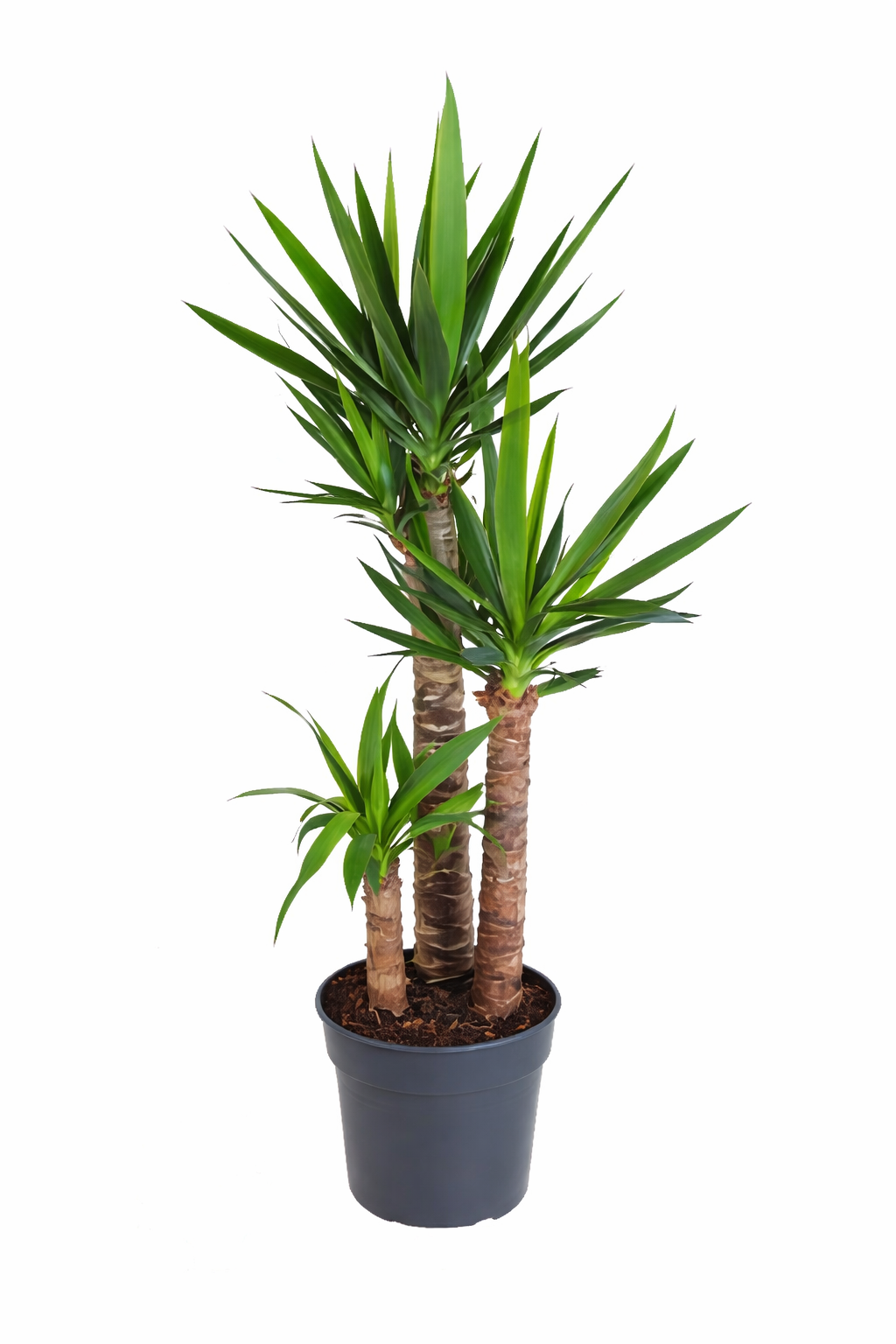 Yucca / Palmlelie Γ27cm H130cm