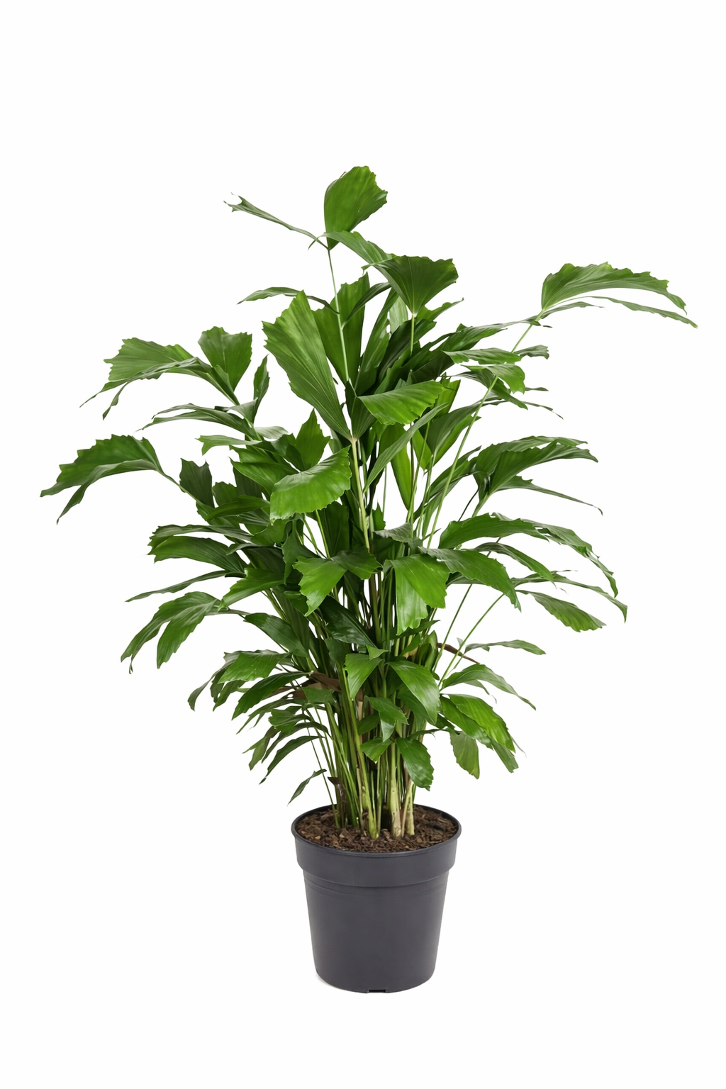 Caryota mitis / Vissenstaartpalm Ø21cm H130cm