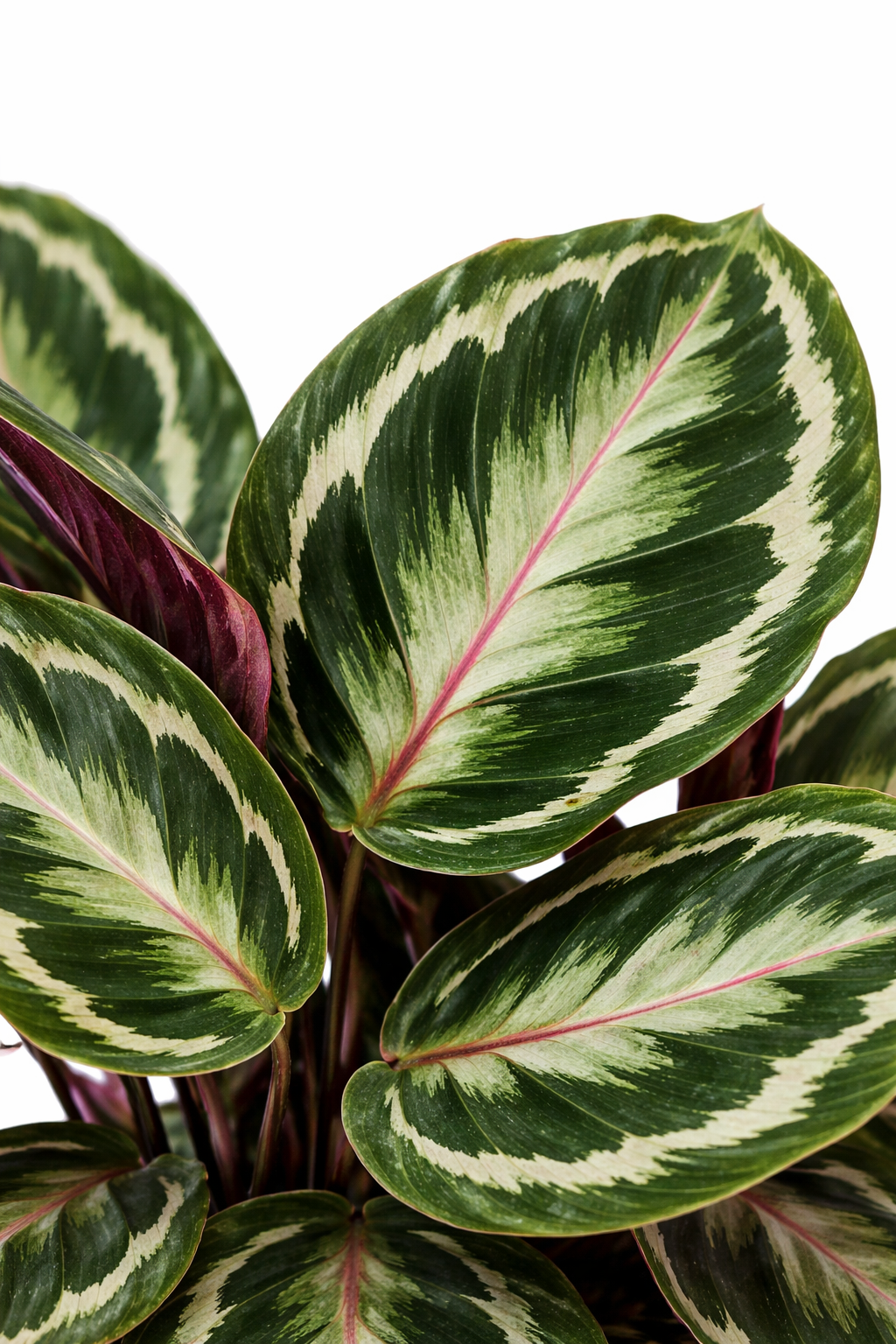 Pauwenplant Medallion - Calathea (Ø24cm, 80cm hoog)