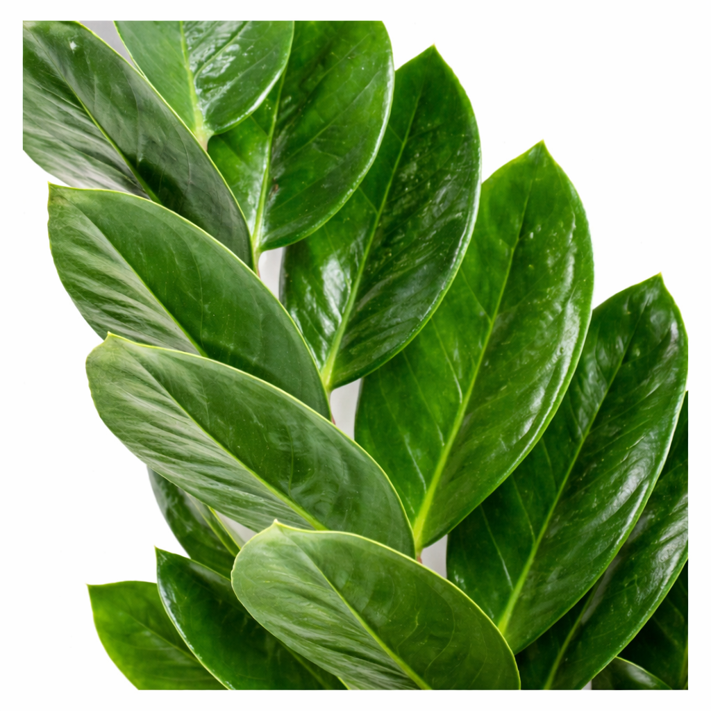 ZZ-plant - Zamioculcas Zamiifolia (Ø21cm, 80cm hoog)