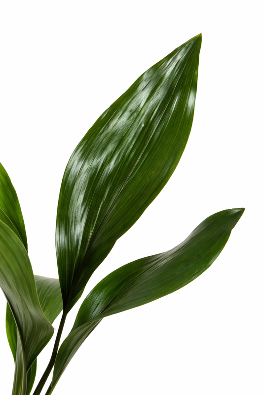 Kwartjesplant Elatior - Aspidistra (Ø13cm, 50cm hoog)