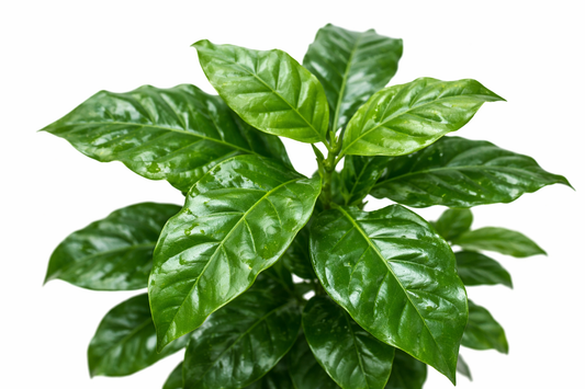 Coffea Arabica/ Koffieplant