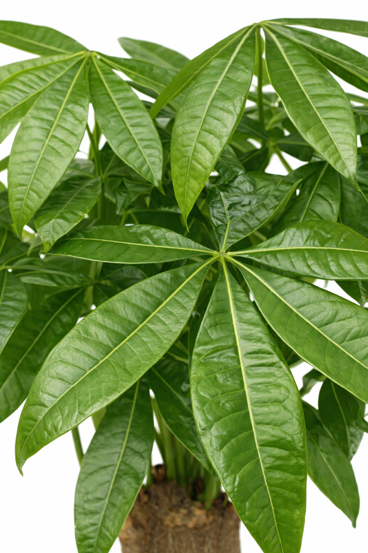 Pachira aquatica / Geldboom