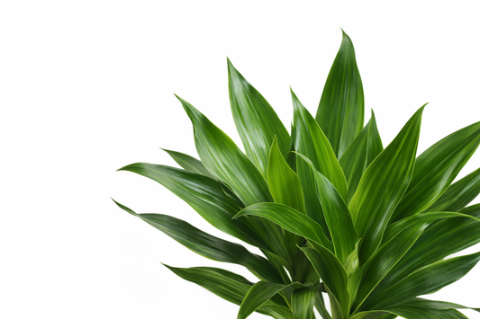 Dracaena Janet / Drakenbloedboom Ø48cm H250cm