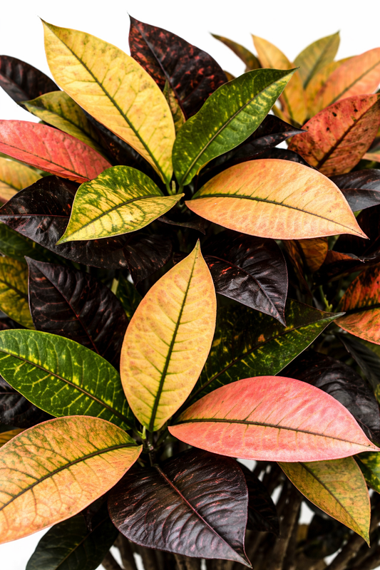 Croton iceton / Wonderstruik