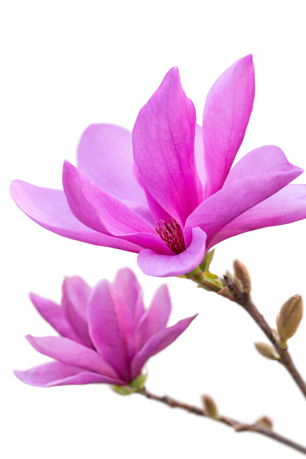 Magnolia Susan / Beverboom