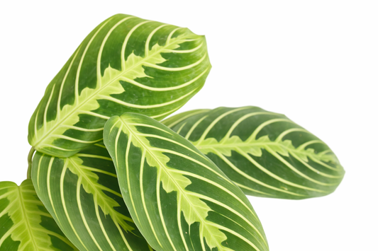 Maranta lemon lime / Gebedsplant