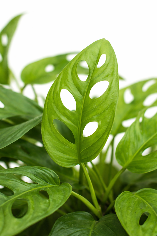 Monstera Adansonii / Monkey leaf