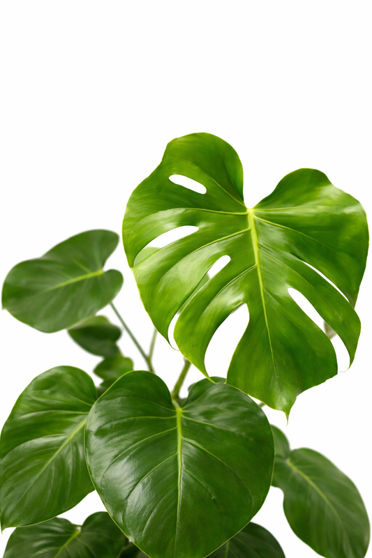 Monstera Deliciosa / Gatenplant