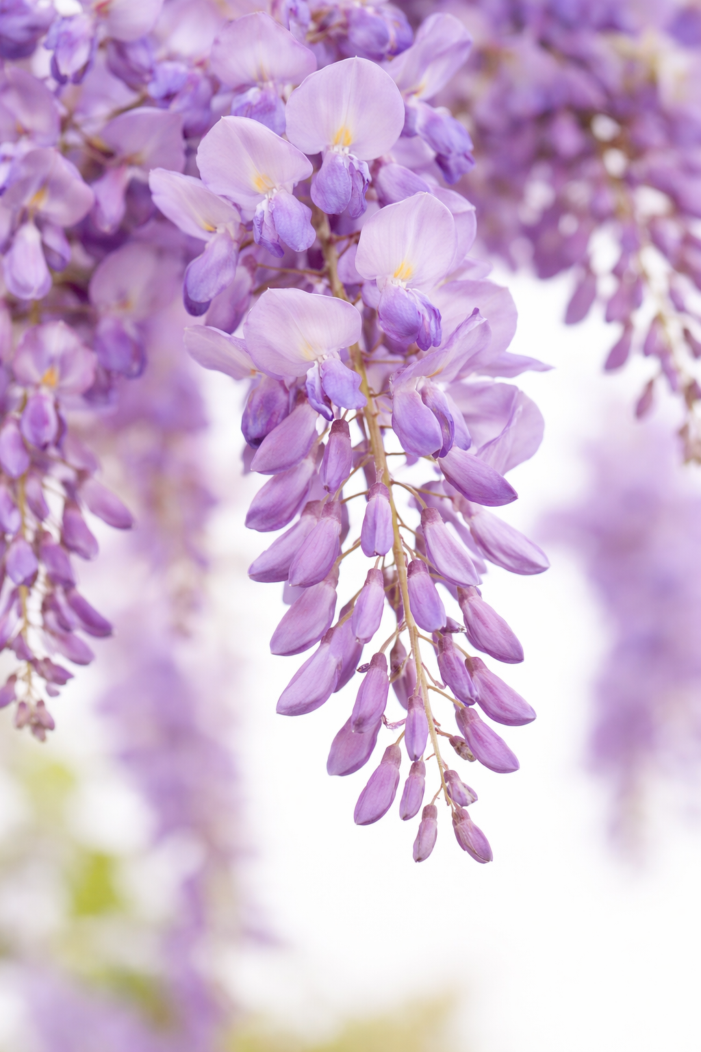 Blauwe regen / Wisteria floribunda domino