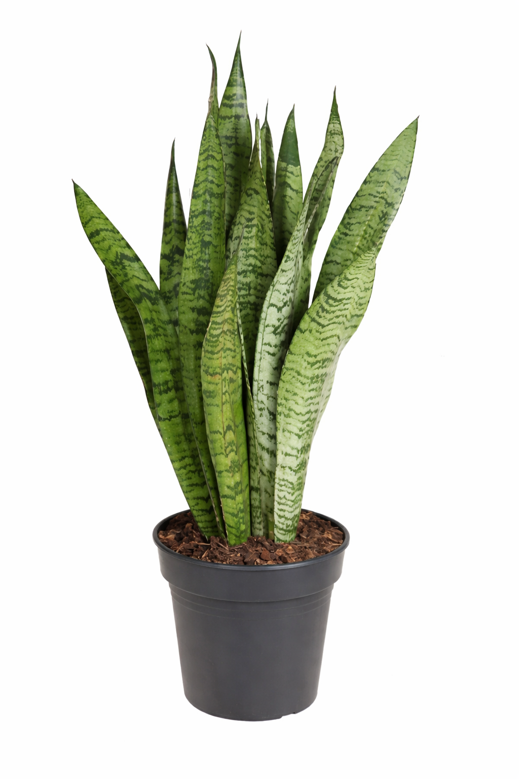 Sansevieria zeylanica / Vrouwentong Ø21cm · H80cm
