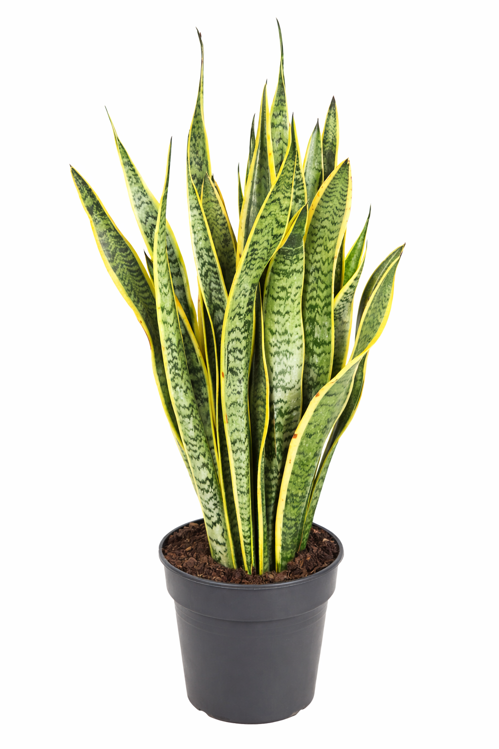 Sansevieria laurentii / Vrouwentong Ø24cm · H80cm