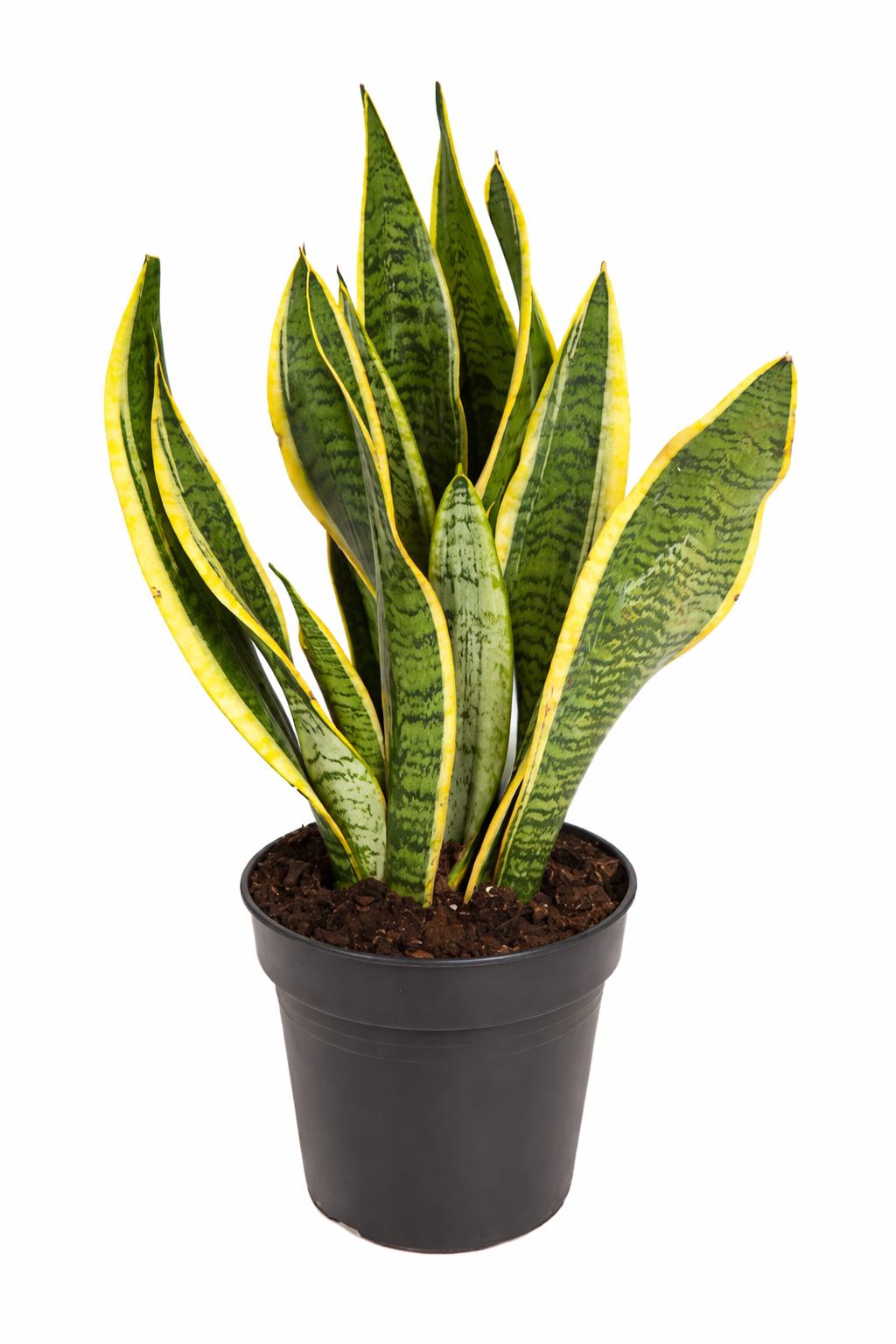 Sansevieria laurentii / Vrouwentong Ø17cm · H50cm