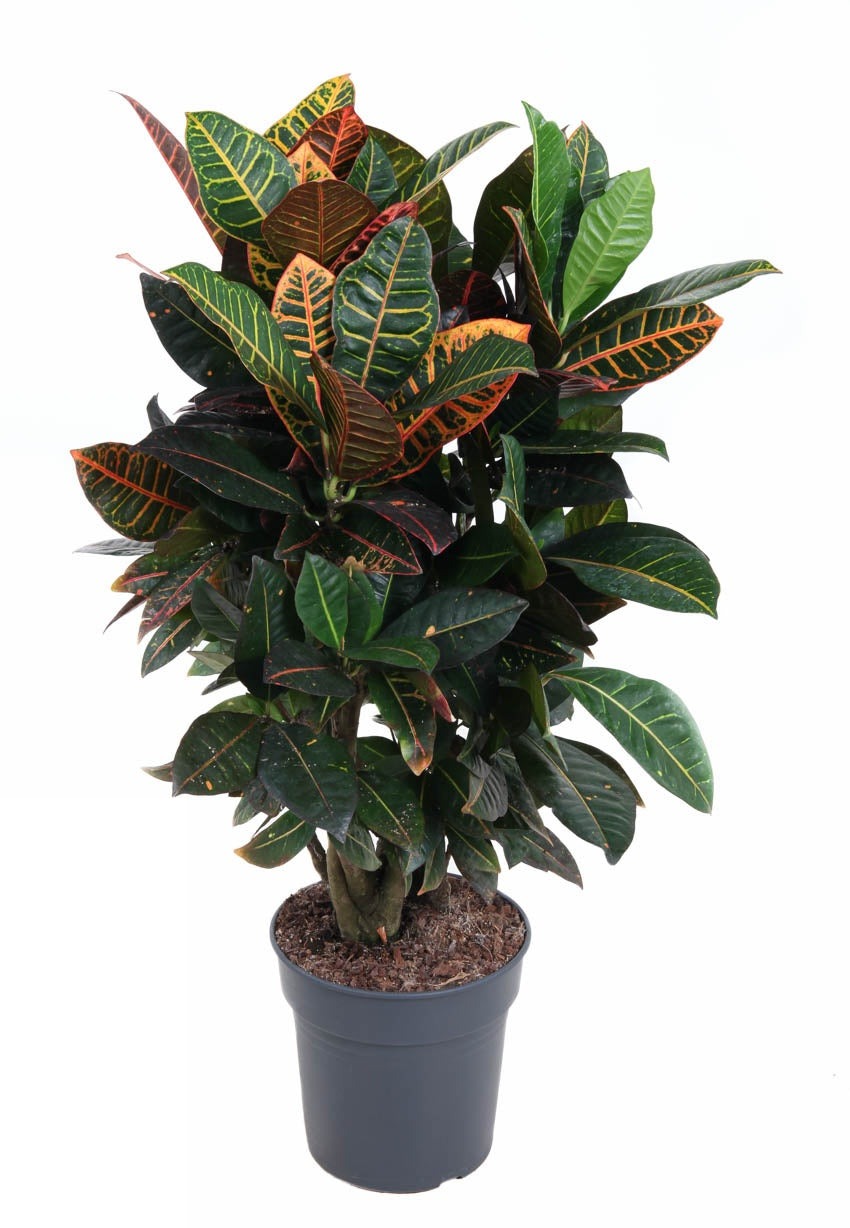 Plant