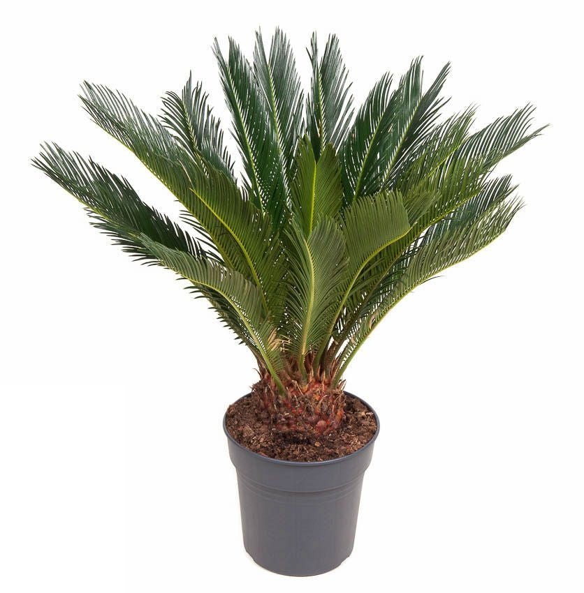 Plant
