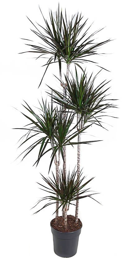 Dracaena Magenta