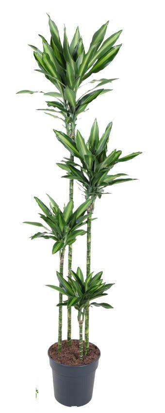 Dracaena Silindo