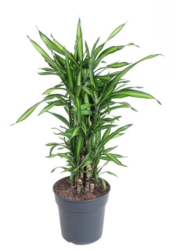 Dracaena Riki vertakt