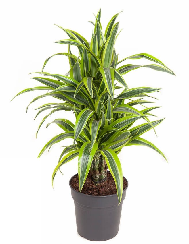 Dracaena Lemon Lime vertakt