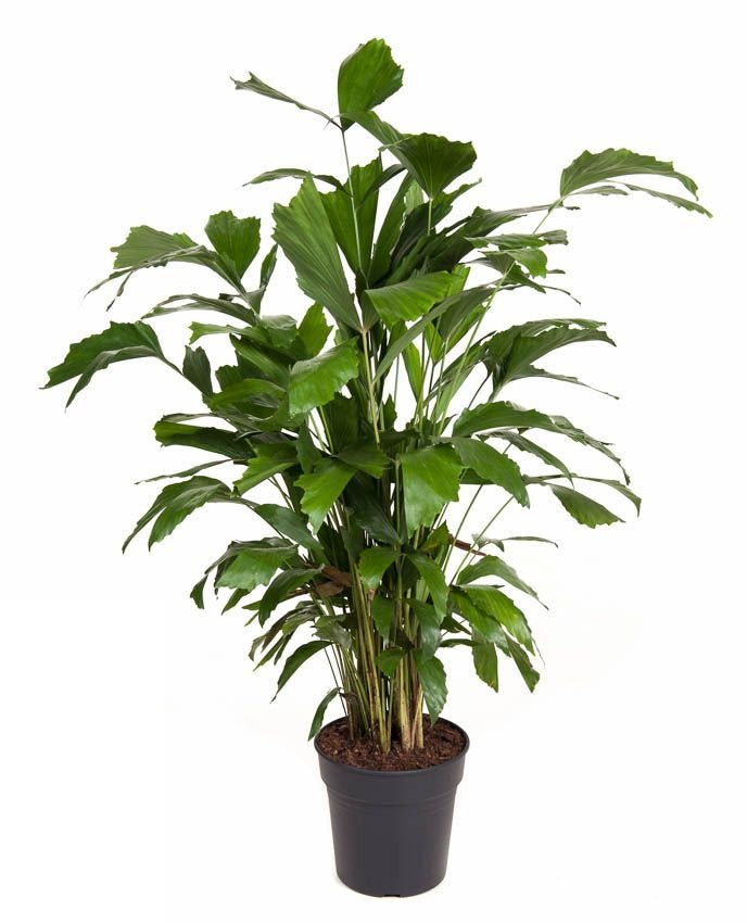 Caryota Mitis