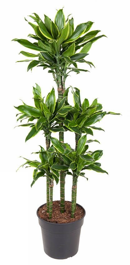 Dracaena Gold Coast carrousel