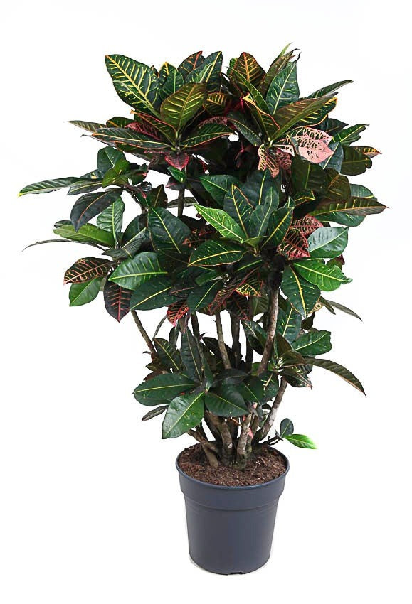 Codiaeum Petra vertakt