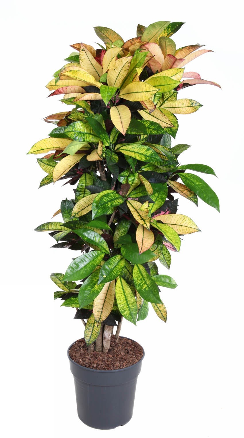Codiaeum Mrs Iceton vertakt