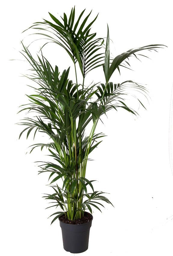 Howea Forsteriana Kentia palm