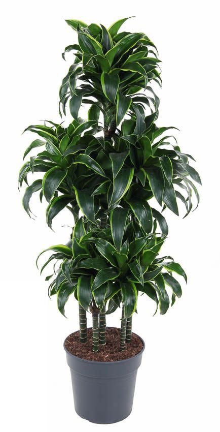 Dracaena Dorado carrousel