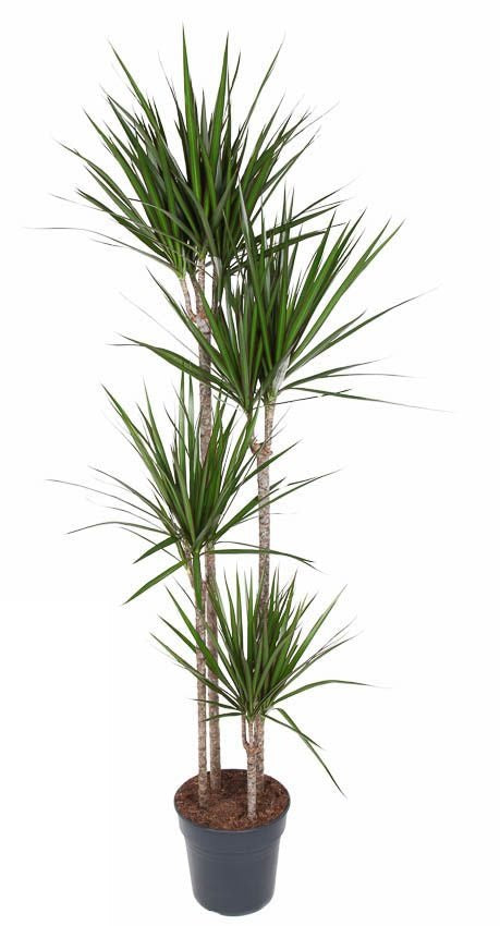 Dracaena Marginata