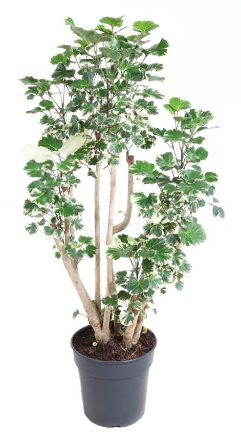 Polyscias Balfouriana vertakt