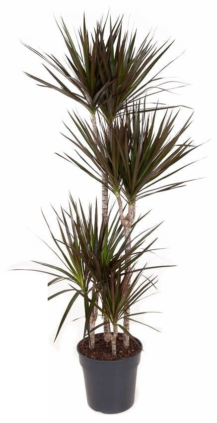 Dracaena Magenta
