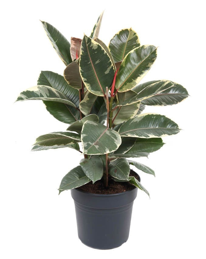 Ficus Elastica Tineke