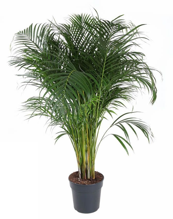Dypsis Lutescens Areca Goudpalm