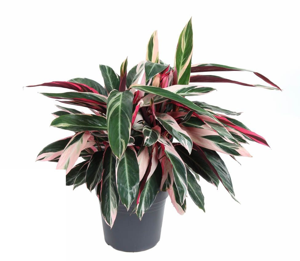 Calathea Stromanthe Triostar
