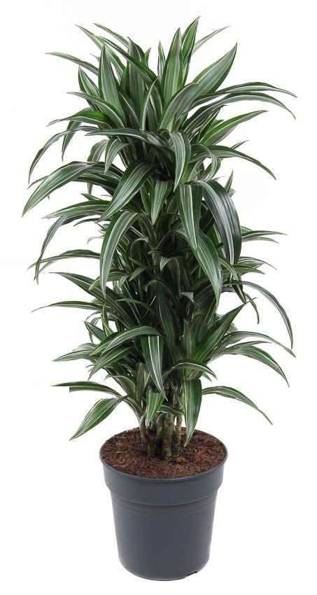 Dracaena Ulises vertakt