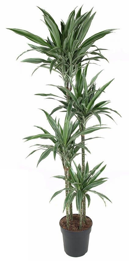 Dracaena Warneckei
