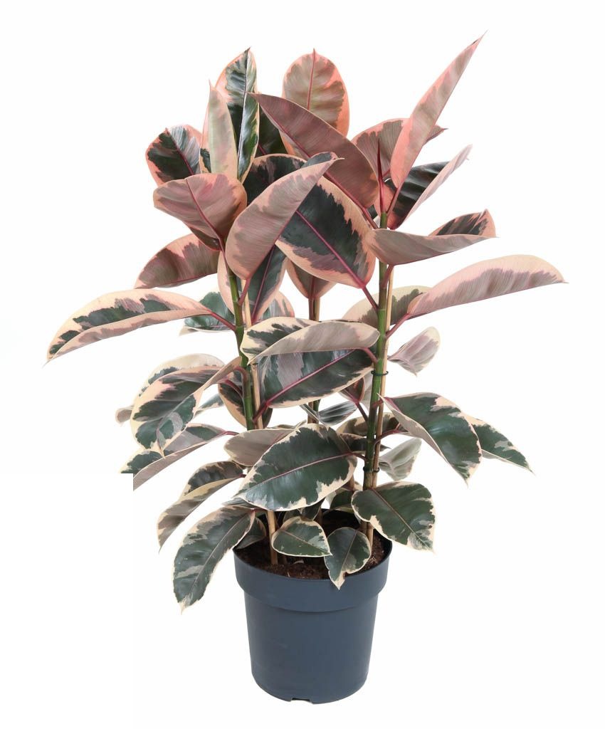 Ficus Elastica Belize