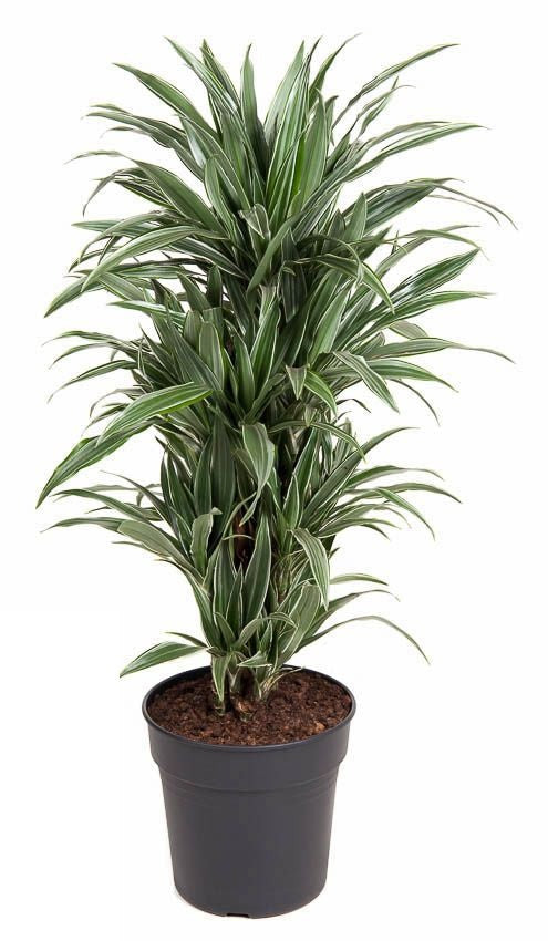 Dracaena Warneckei vertakt