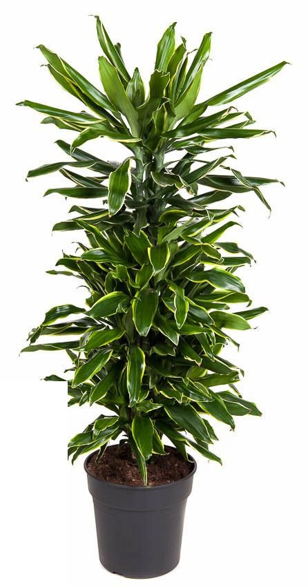 Dracaena Gold Coast vertakt