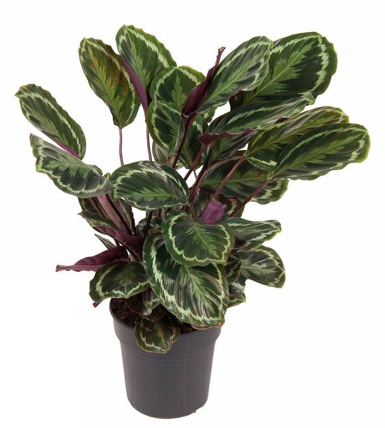 Calathea Medaillon Pauwenplant