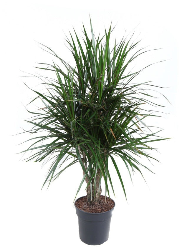 Dracaena Marginata vertakt