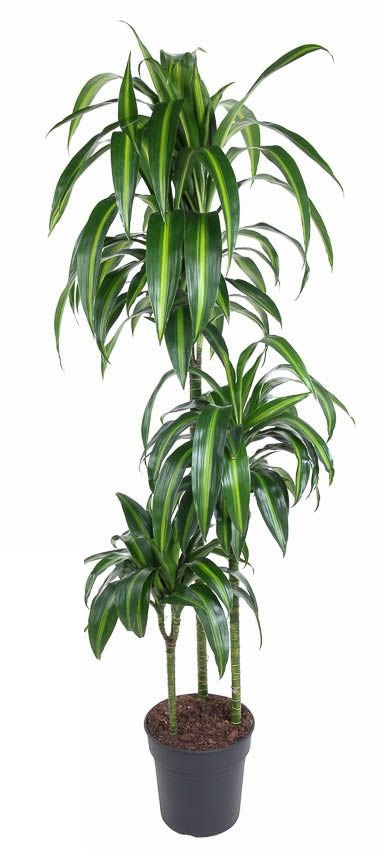 Dracaena Hawaiiana